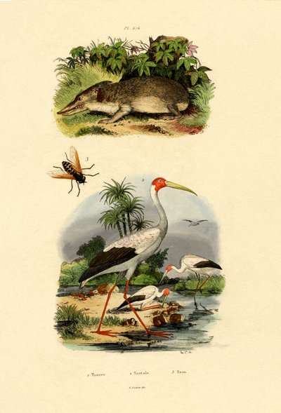 Tenrec, 1833-39 tekijältä French School